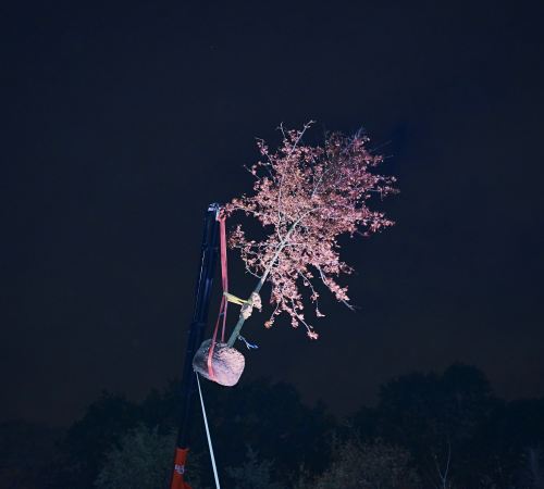 Seven Poet Trees